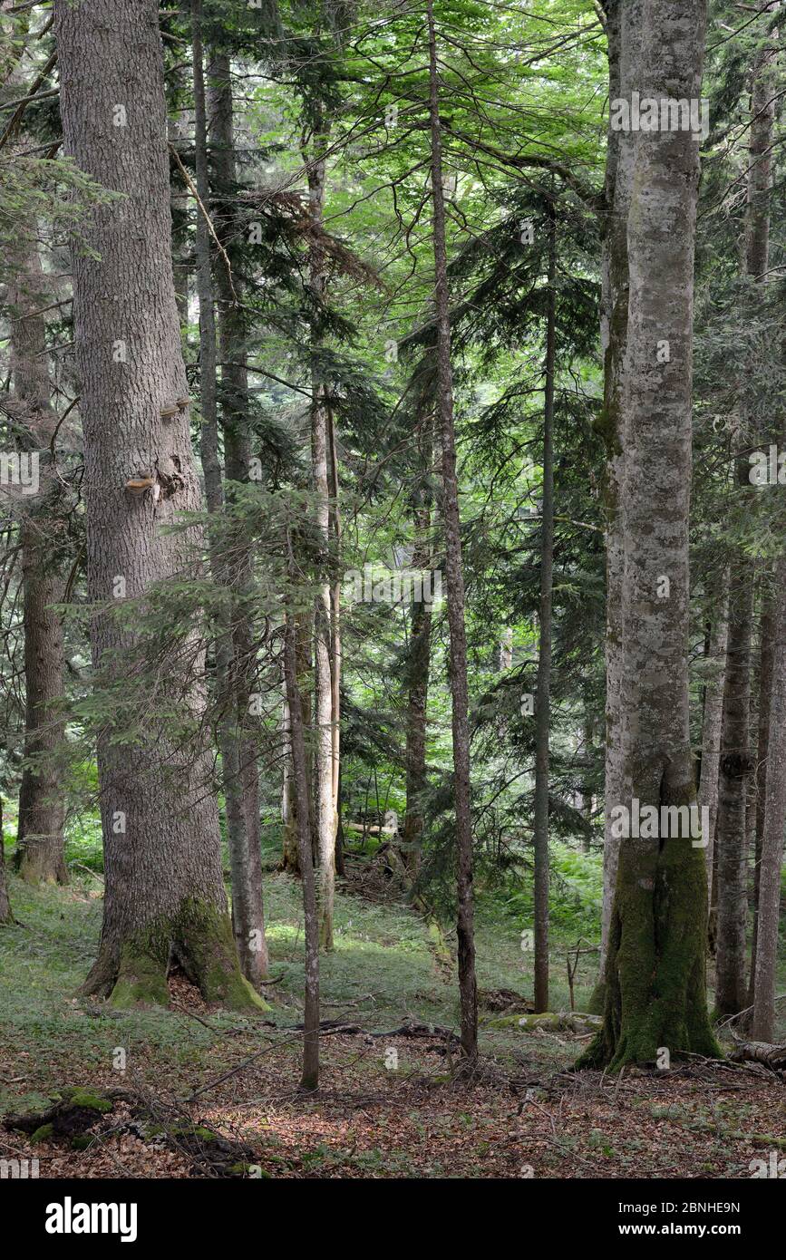 Das Innere des Perucica Urwaldes, einer der wenigen noch erhaltenen Regenwälder Europas, mit einer Mischung aus europäischer Buche (Fagus sylvatica) und Nadelbäumen, Stockfoto