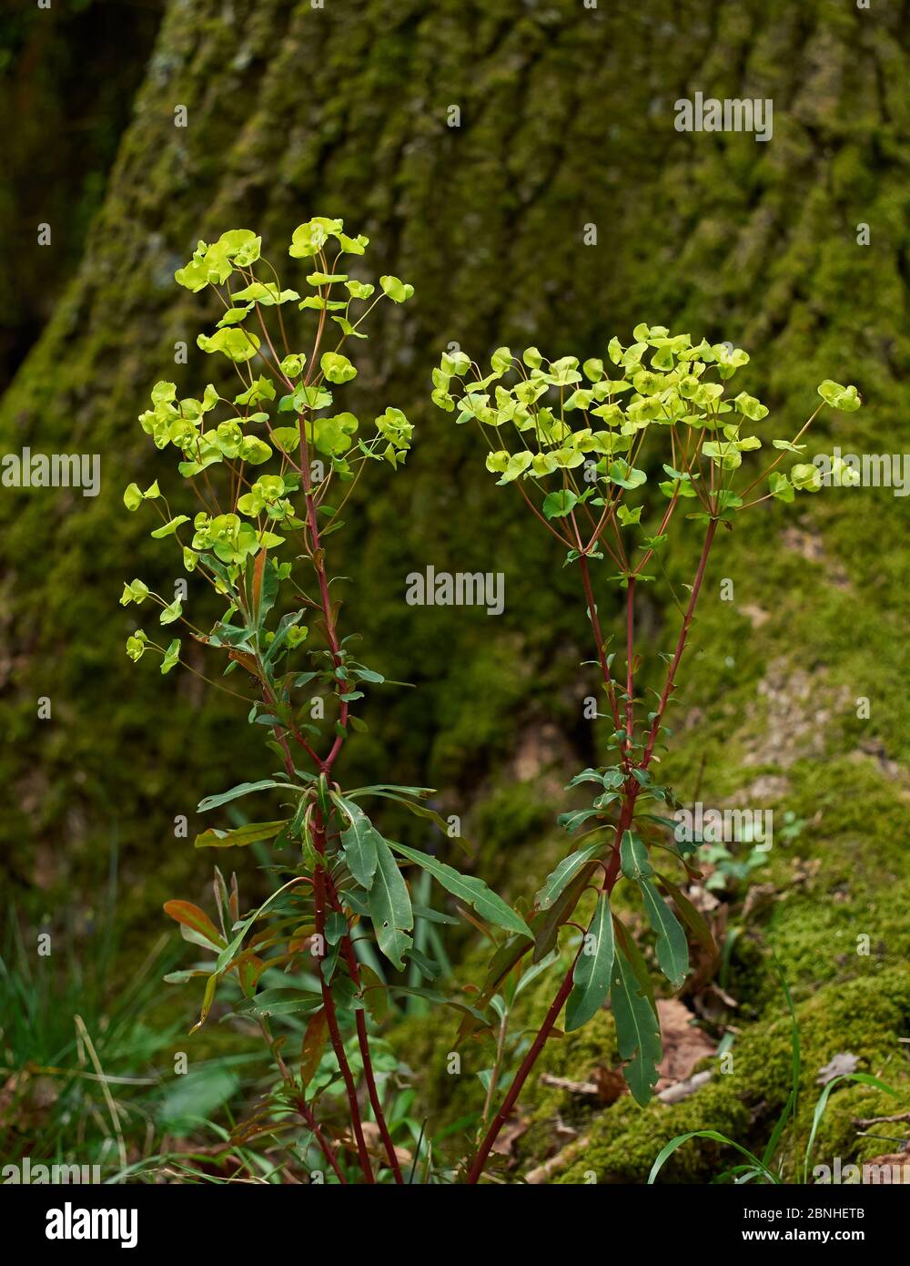 Holzspieß (Euphorbia amygdaloides)Sussex, Großbritannien Stockfoto