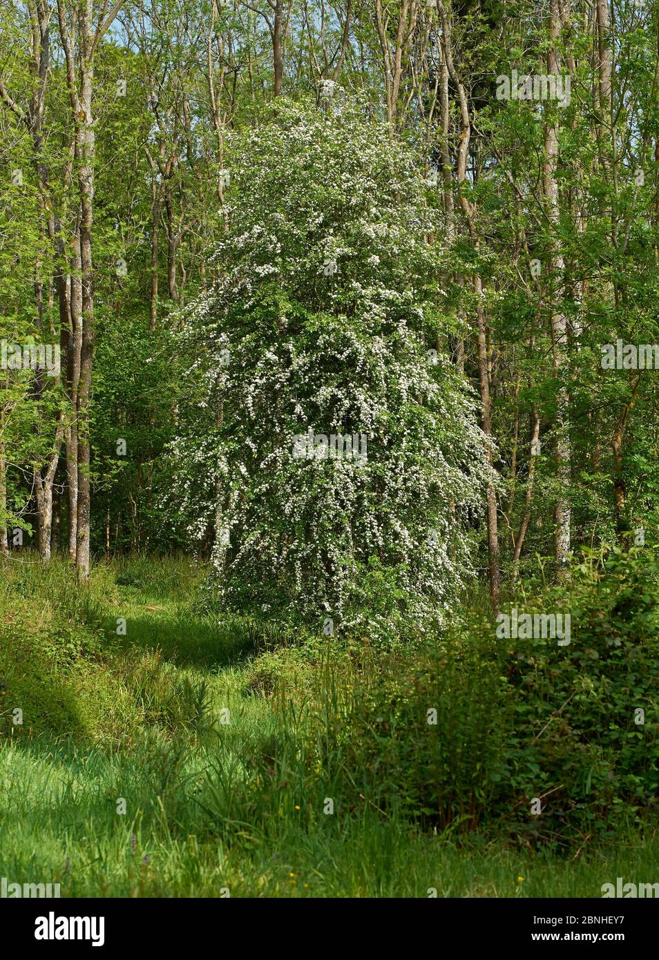 Weißdornbaum (Crataegus monogyna) im Frühling im vollen Blatt, Sussex, UK Mai Stockfoto