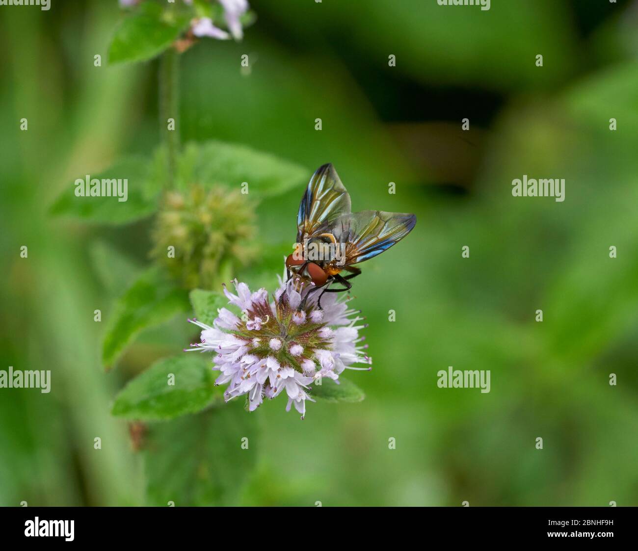 Fly (Alophora hemiptera) Sussex, Großbritannien Stockfoto