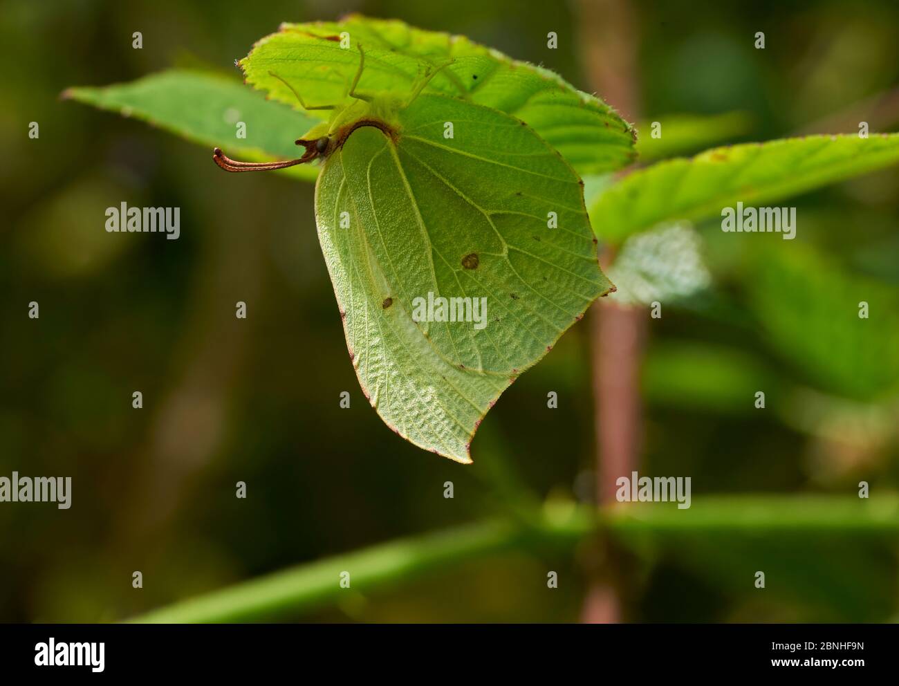 Schwefel-Schmetterling (Gonepteryx rhamni) Weibchen versteckt unter Blatt, Sussex, UK Stockfoto