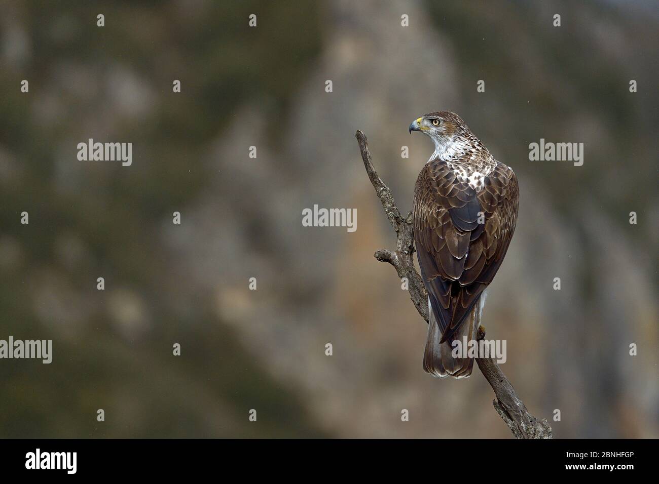 Bonellis Adler (Aquila fasciata), der auf Ast steht, Catalogne, Spanien, Februar Stockfoto