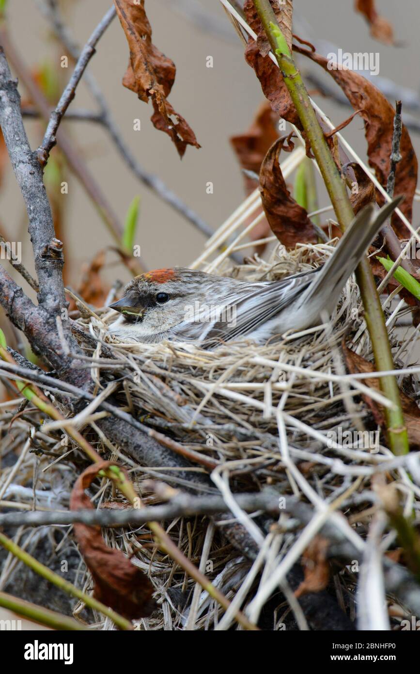 Rotkärpfchen (Carduelis flammea) Bruten von Eiern auf Nest, Yukon Delta National Wildlife Refuge, Alaska, USA Juni. Stockfoto