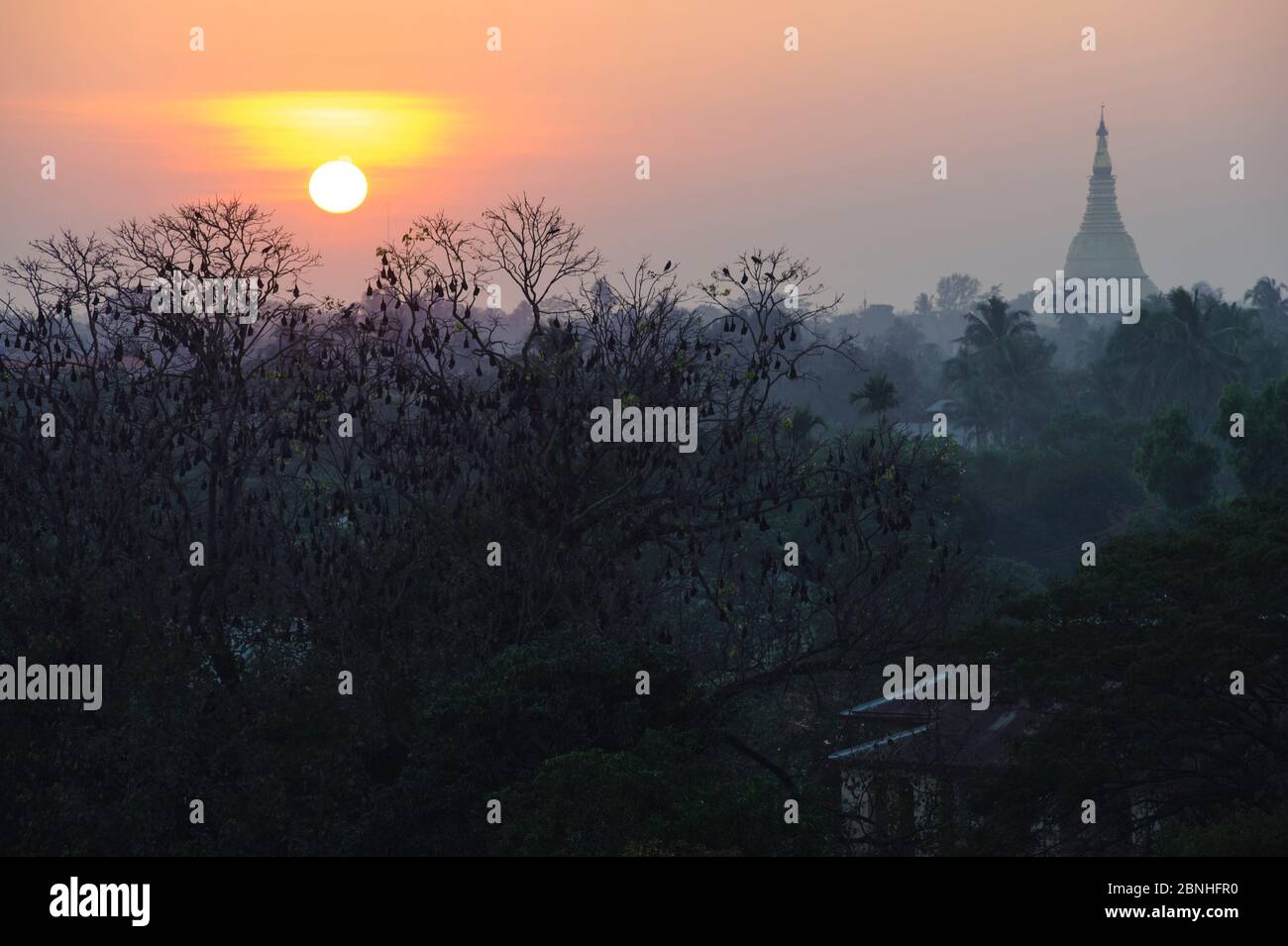 Indian Flying Fox (Pteropus sp) beim Sonnenuntergang in Sittwe, Rakhine State, Myanmar 2012 in Bäumen vor dem buddhistischen Tempel Stockfoto