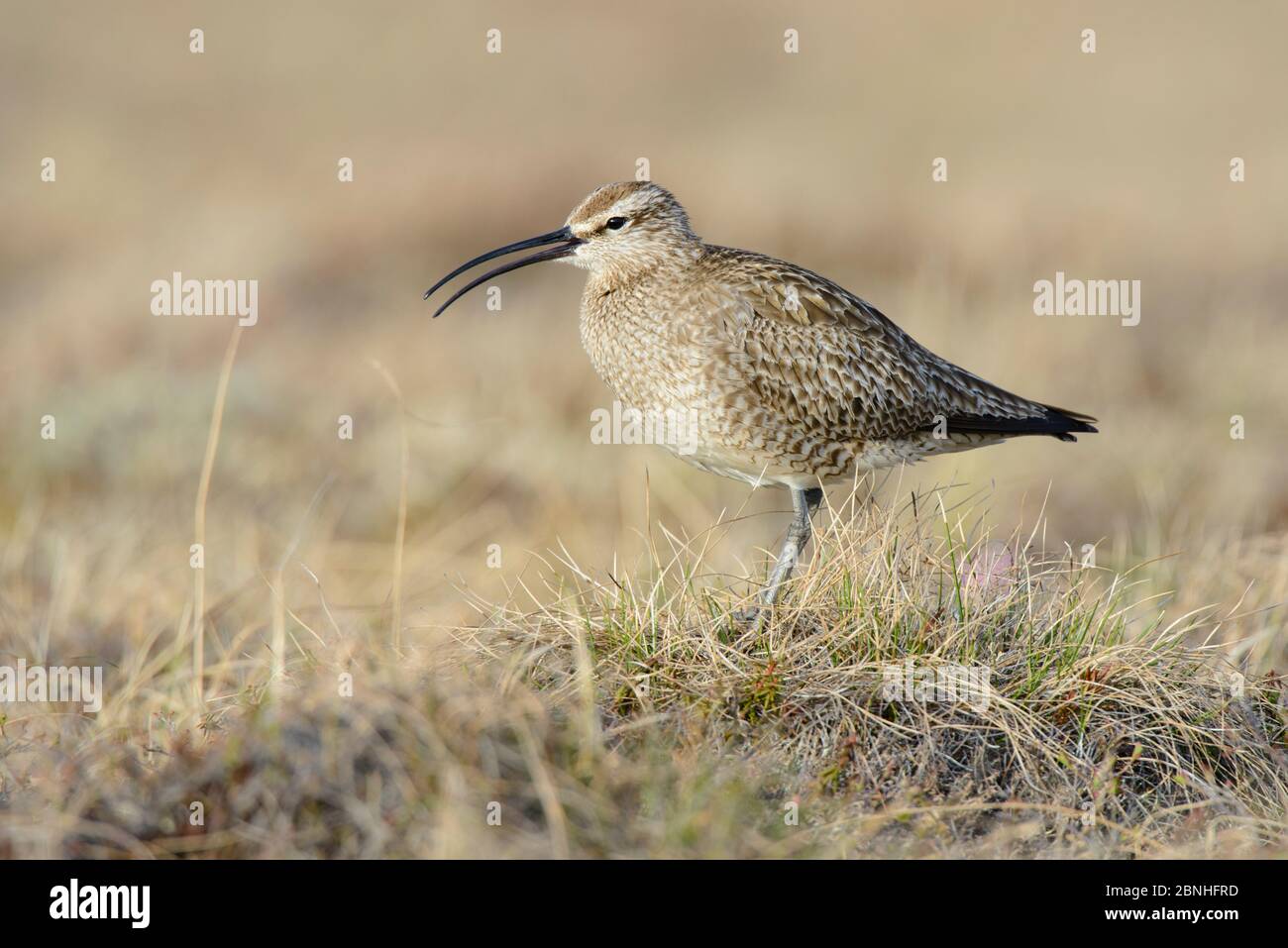 Whimbrel (Numenius phaeopus) Calling, Yukon Delta National Wildlife Refuge, Alaska, USA Juni. Stockfoto