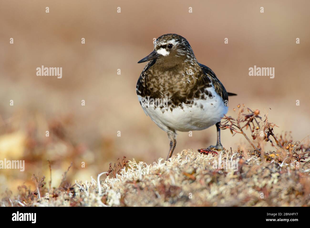 Black Turnstone (Arenaria melanocephala) Yukon Delta National Wildlife Refuge, Alaska, USA Juni. Stockfoto