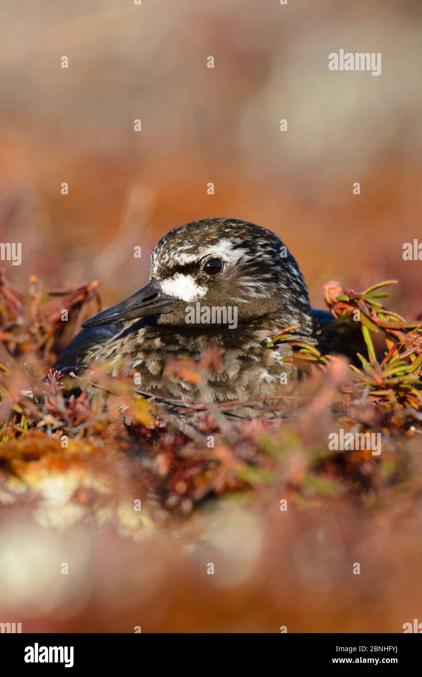 Schwarzer Steinwälzer (Arenaria melanocephala) brütet Eier auf Nest, Yukon Delta National Wildlife Refuge, Alaska, USA Jun Stockfoto