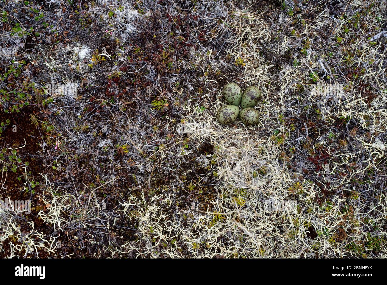 Whimbrel (Numenius phaeopus) Nest und Eier auf Tundra, Yukon Delta National Wildlife Refuge, Alaska, USA Juni. Stockfoto