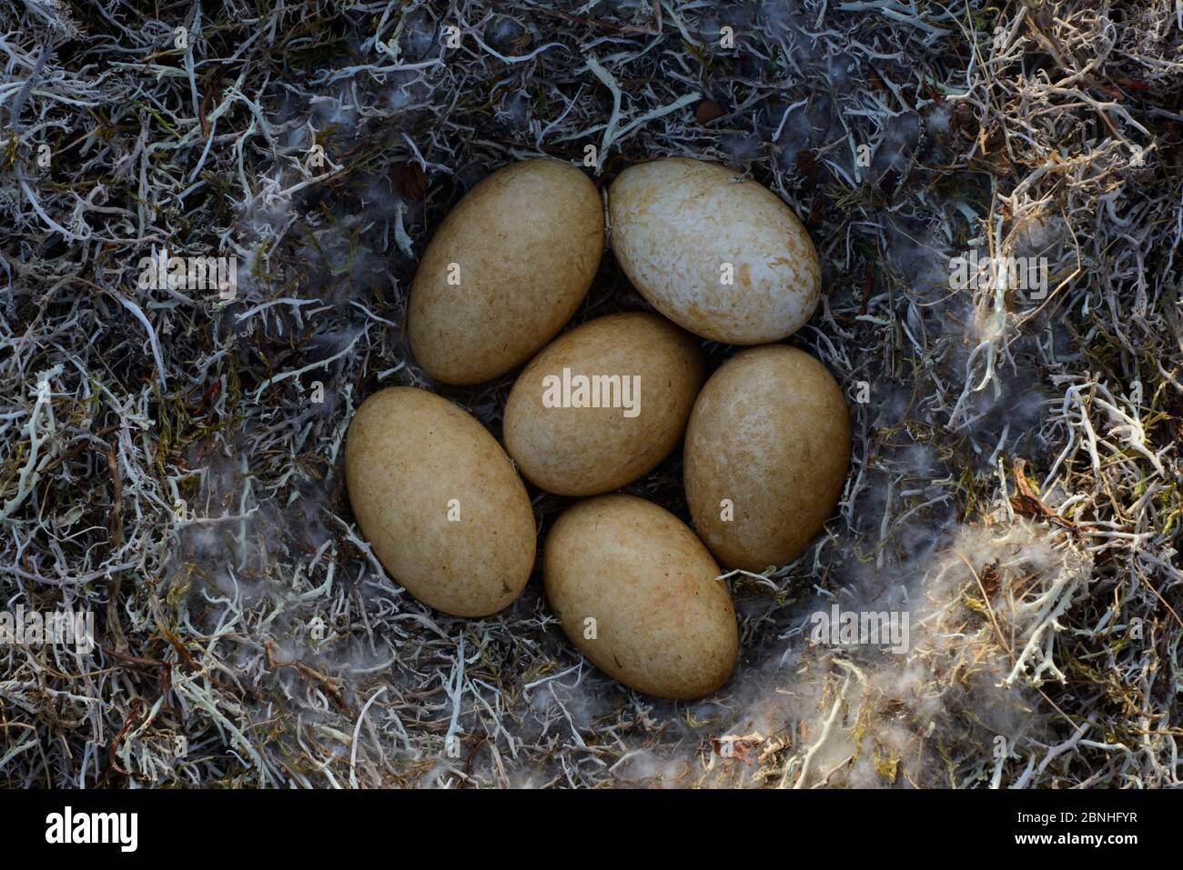 Gans (Anser albifrons) Nest mit Eiern, Yukon Delta National Wildlife Refuge, Alaska, USA Juni. Stockfoto