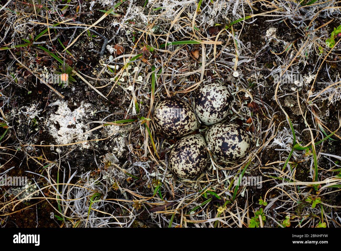 Pazifischer Goldpfeifer (Pluvialis fulva) Nest und Eier, Yukon Delta National Wildlife Refuge, Alaska, USA Juni Stockfoto