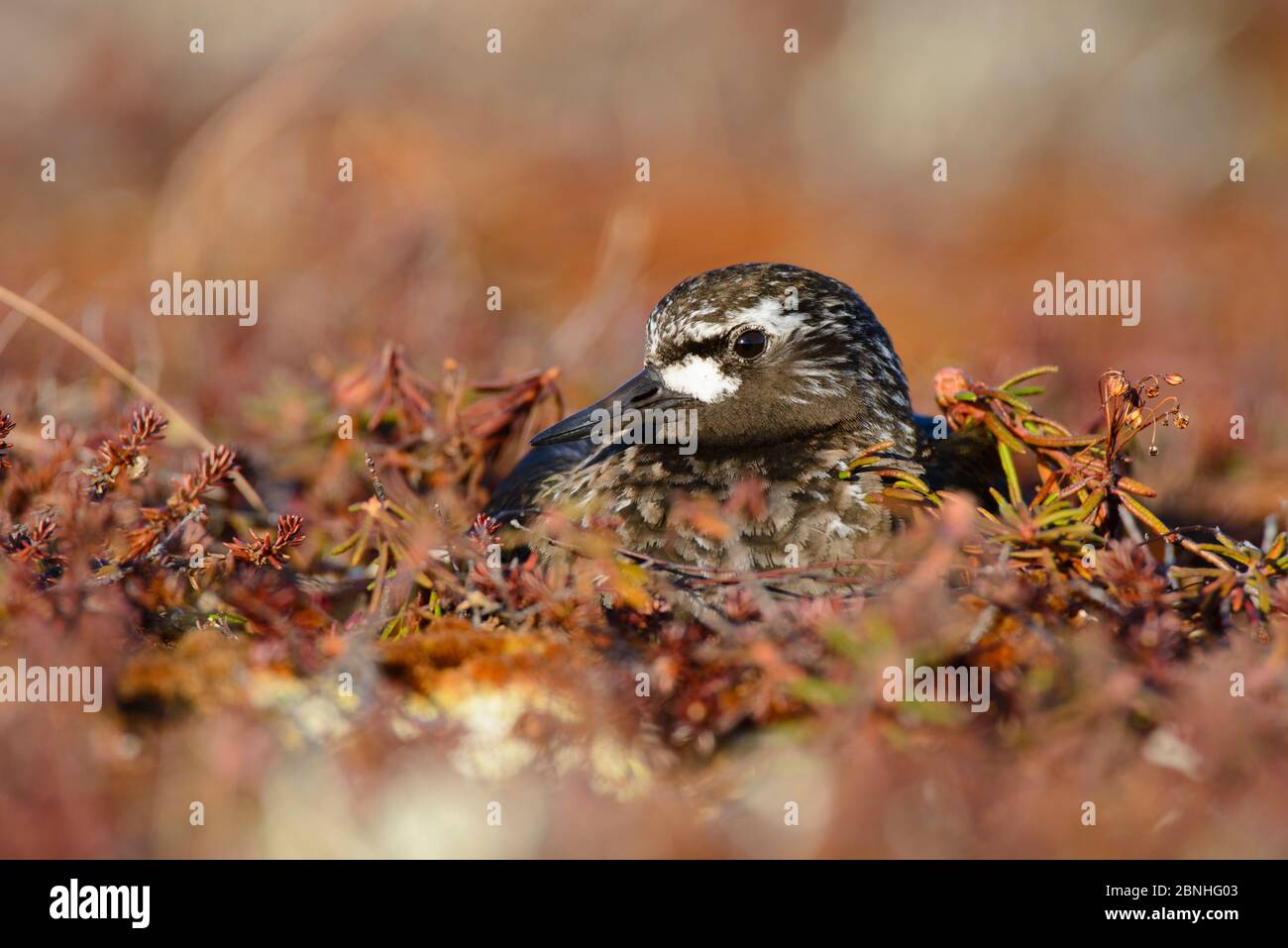 Schwarzer Steinwälzer (Arenaria melanocephala) brütet Eier auf Nest, Yukon Delta National Wildlife Refuge, Alaska, USA Juni Stockfoto