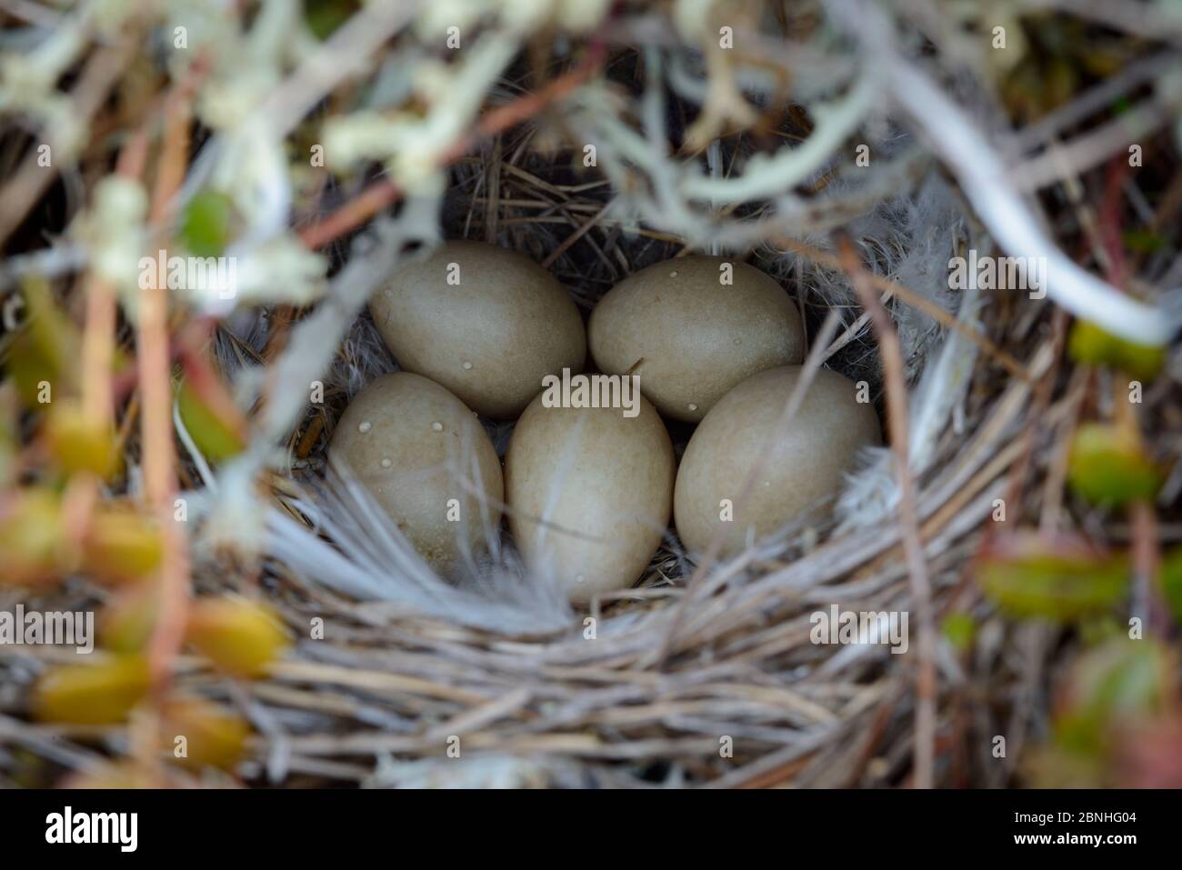 Eastern Yellow Waggtail (Motacilla tschutschensis) Nest und Eier, Yukon Delta National Wildlife Refuge, Alaska, USA Juni. Stockfoto
