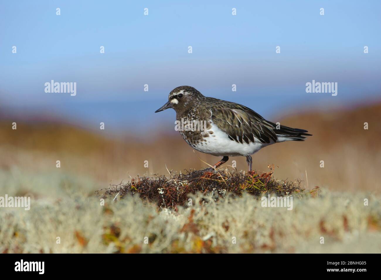 Black Turnstone (Arenaria melanocephala) Yukon Delta National Wildlife Refuge, Alaska, USA Juni. Stockfoto