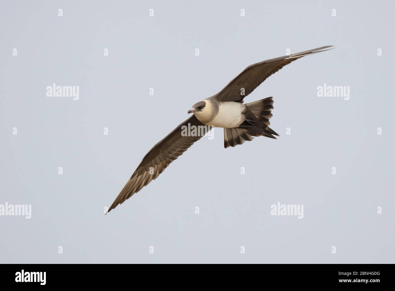 Parasitäre Jäger (Stercorarius parasiticus) im Flug, Yukon Delta National Wildlife Refuge, Alaska, USA Juni Stockfoto