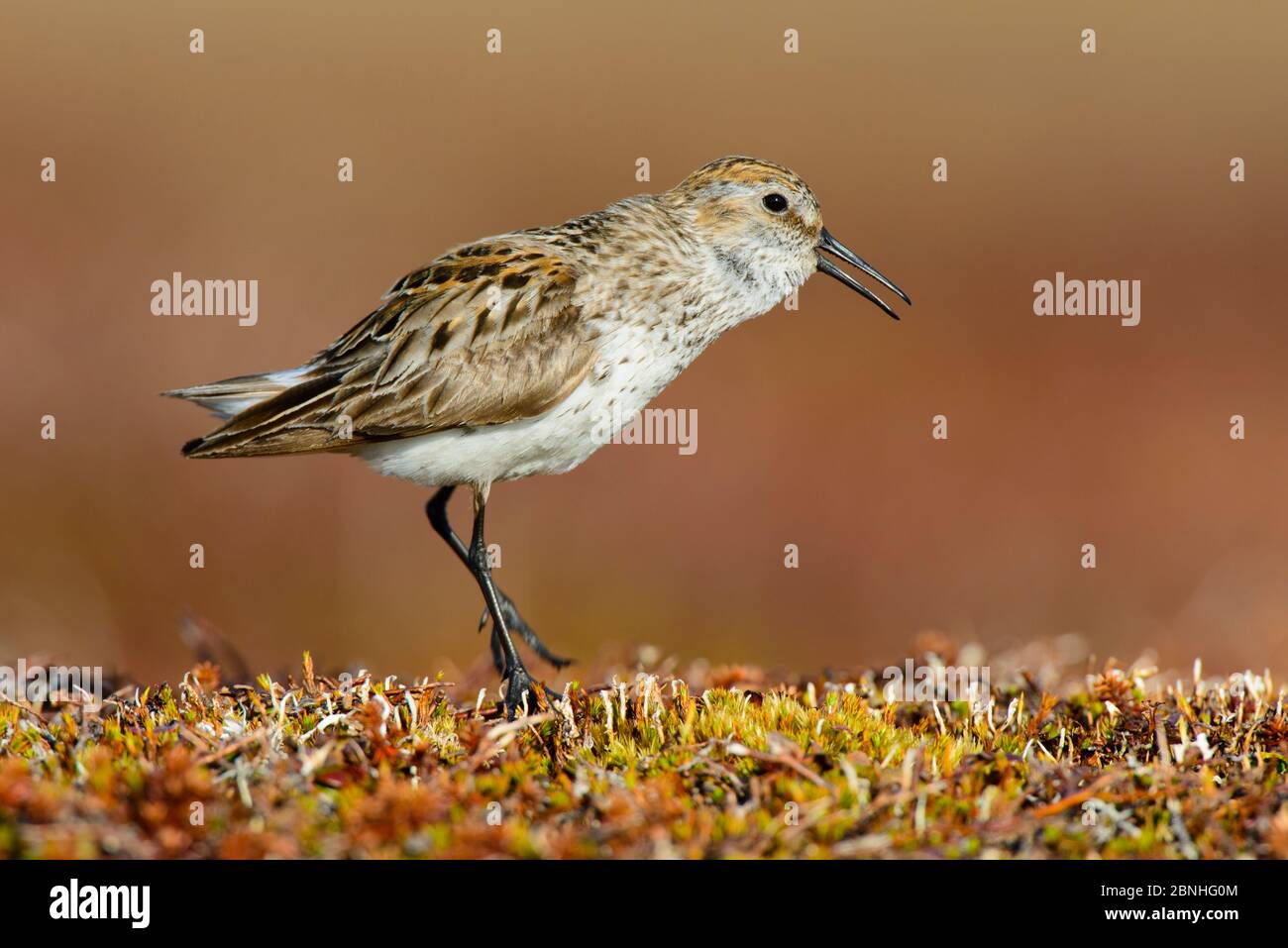 WESTERN Sandpiper (Calidris mauri) Gesangsprofil, Yukon Delta National Wildlife Refuge, Alaska, USA Juni Stockfoto