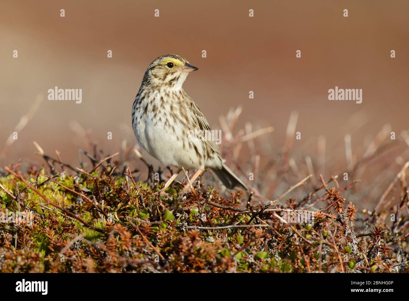 Savannah Sparrow (Passerculus sandwichensis) Yukon Delta National Wildlife Refuge, Alaska, USA Juni Stockfoto