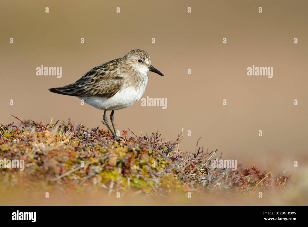 Semipalmated Sandpiper (Calidris pusilla) Yukon Delta National Wildlife Refuge, Alaska, USA Juni. Stockfoto