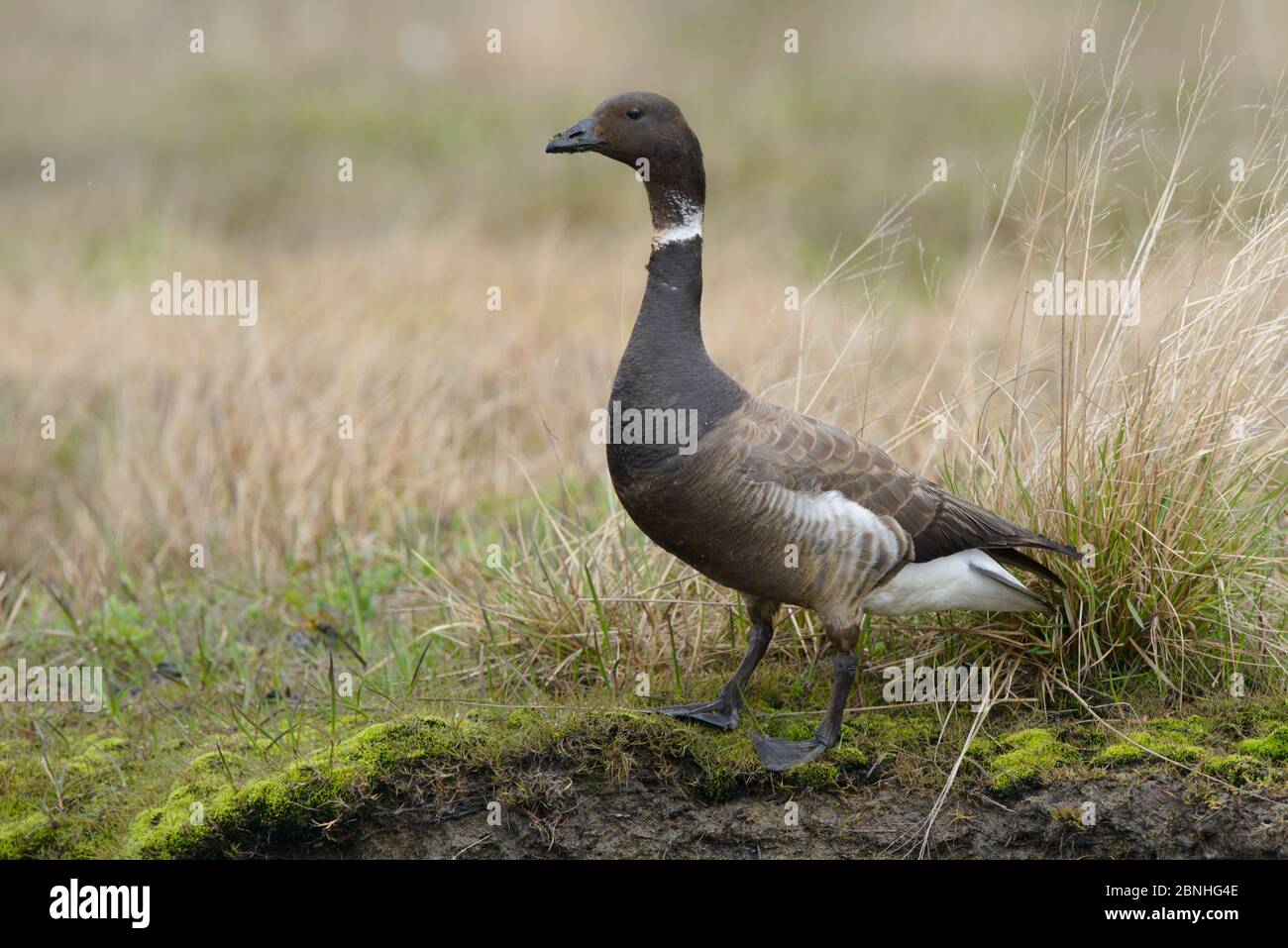 Brent Gans (Branta bernicla) Standing Profil auf Tundra, Yukon Delta National Wildlife Refuge, Alaska. USA Juni Stockfoto