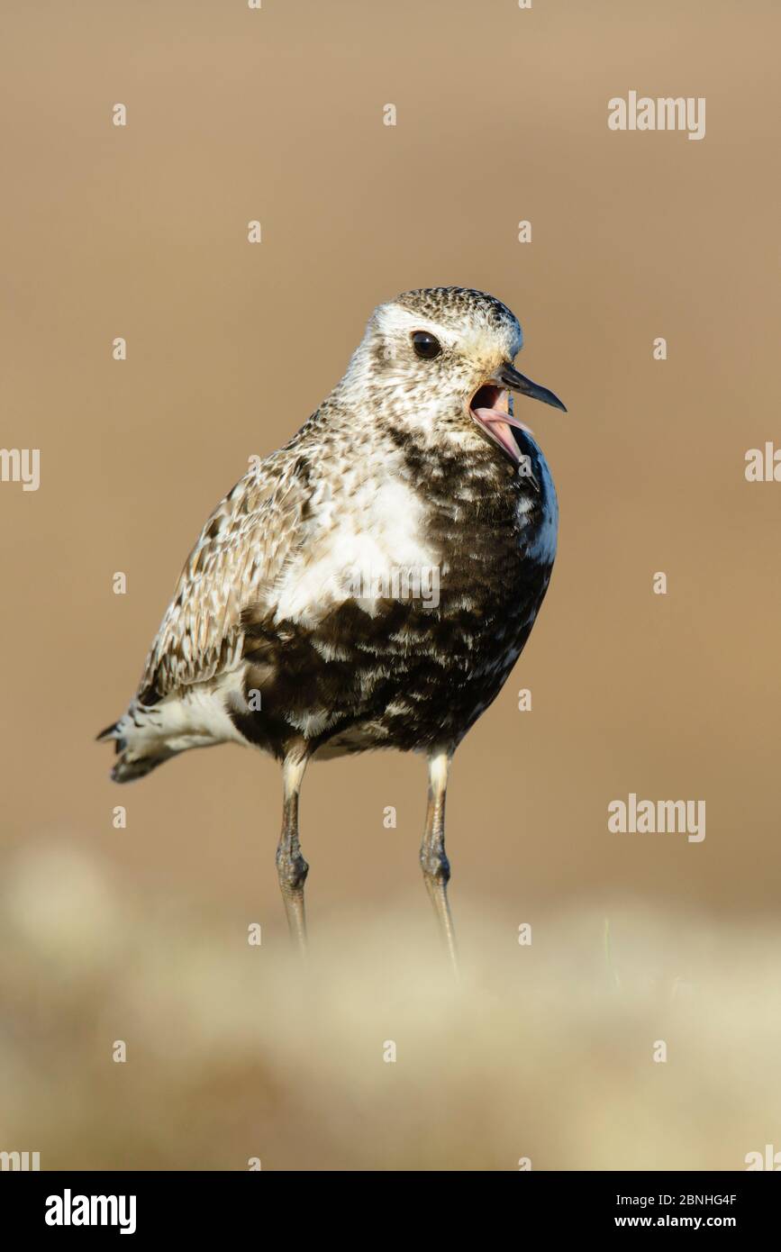 Schwarzbauchplover (Pluvialis squatarola) Weibchen in Brutgefieder, die Alarm rufen, Yukon Delta National Wildlife Refuge, Alaska, USA Juni. Stockfoto