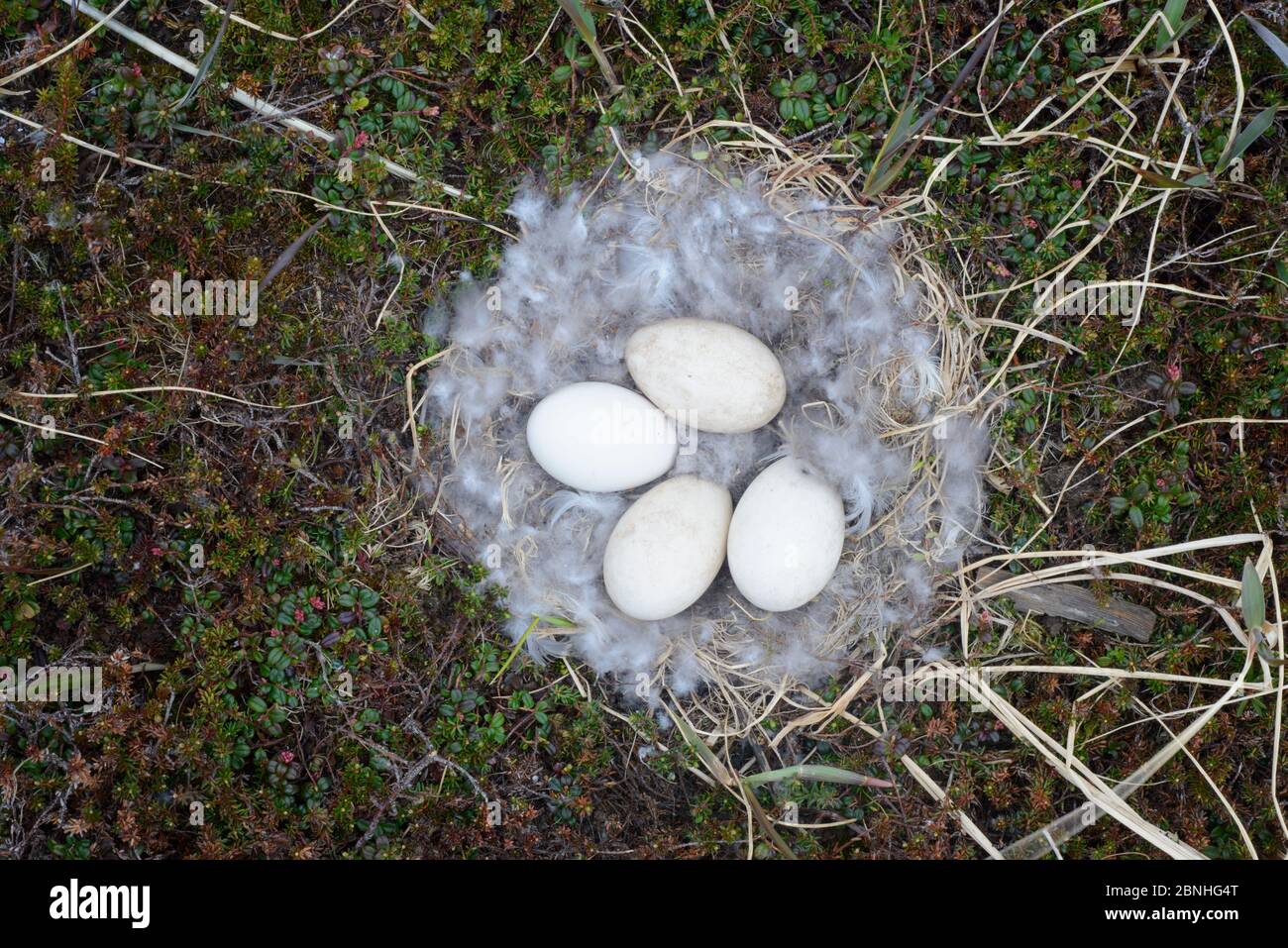 Kaisergans (Chen canagica) Ansicht von Nest und Eiern, Yukon Delta National Wildlife Refuge, Alaska, USA Juni. Stockfoto