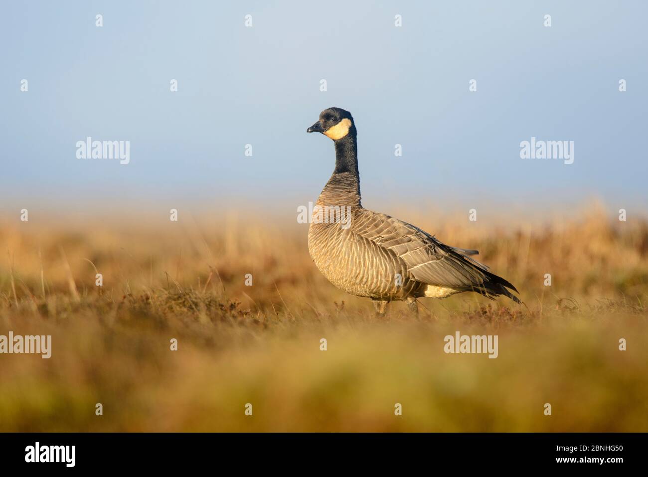 Cackling Gans (Branta hutchinsii minima) Porträt auf Tundra, Yukon Delta National Wildlife Refuge, Alaska, USA Juni Stockfoto