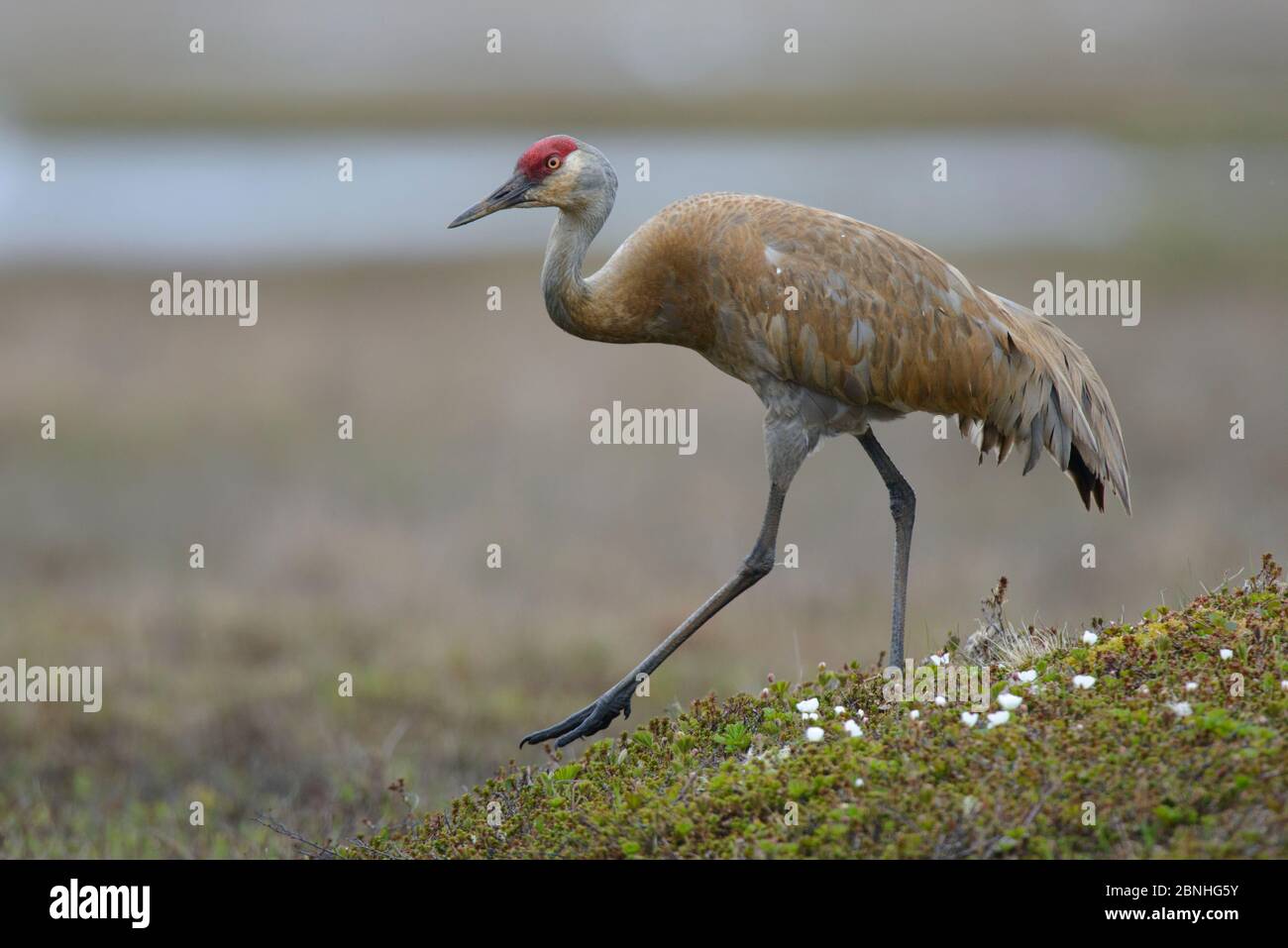 'Lesser' Sandhill Crane (Grus canadensis canadensis) Wandern über die Tundra, Yukon Delta National Wildlife Refuge, Alaska, USA Juni Stockfoto