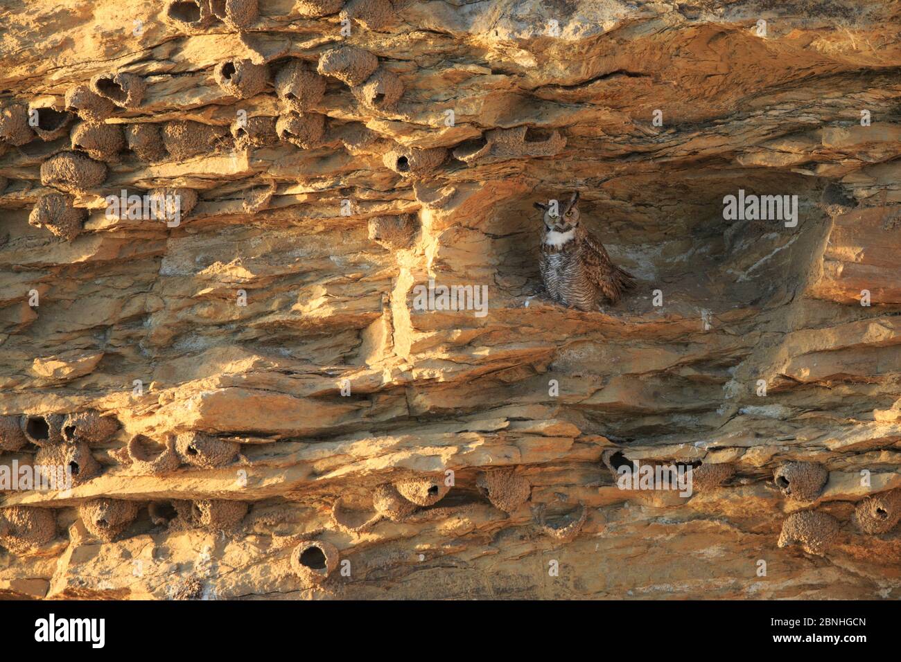Große Hornkauz (Bubo virginianus) Erwachsene weibliche Roosting in einer Klippe bedeckt mit Cliff Swallow Nester (Petrochelidon pyrrhonata) Sublette County, Wyomin Stockfoto