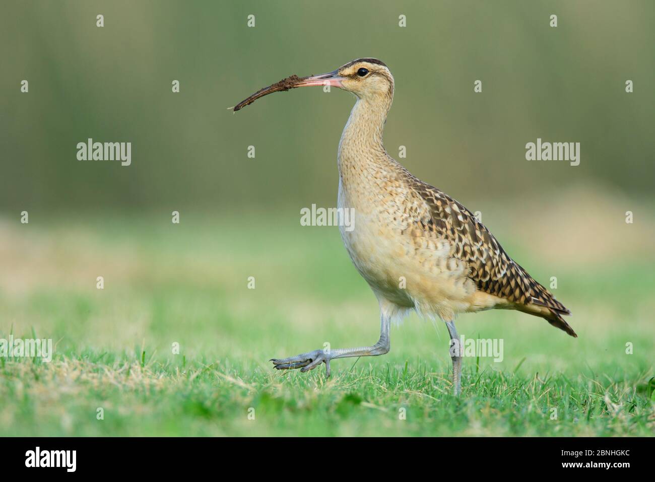 Borstendighed Curlew (Numenius tahitiensis) Oahu, Hawaii, Januar Stockfoto