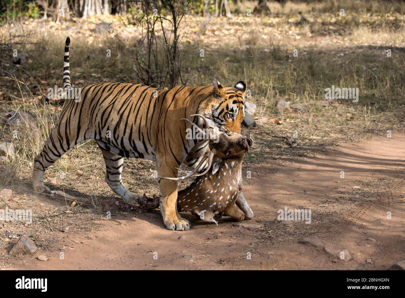 Bengaltiger (Panthera tigris) zieht einen Kill eines männlichen Chital (Achse) über Track, Ranthambore National Park, Rajasthan, Indien Stockfoto