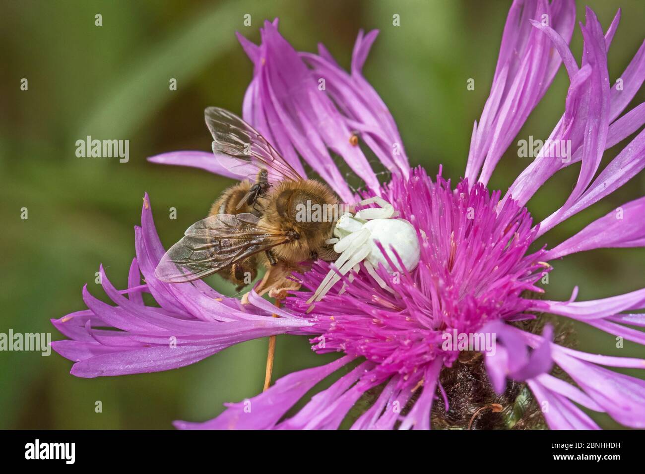 Krabbenspinne (Misumena vatia), die sich von toten Bienen ernährt Brockley, Lewisham, London, Großbritannien. Juli. Stockfoto
