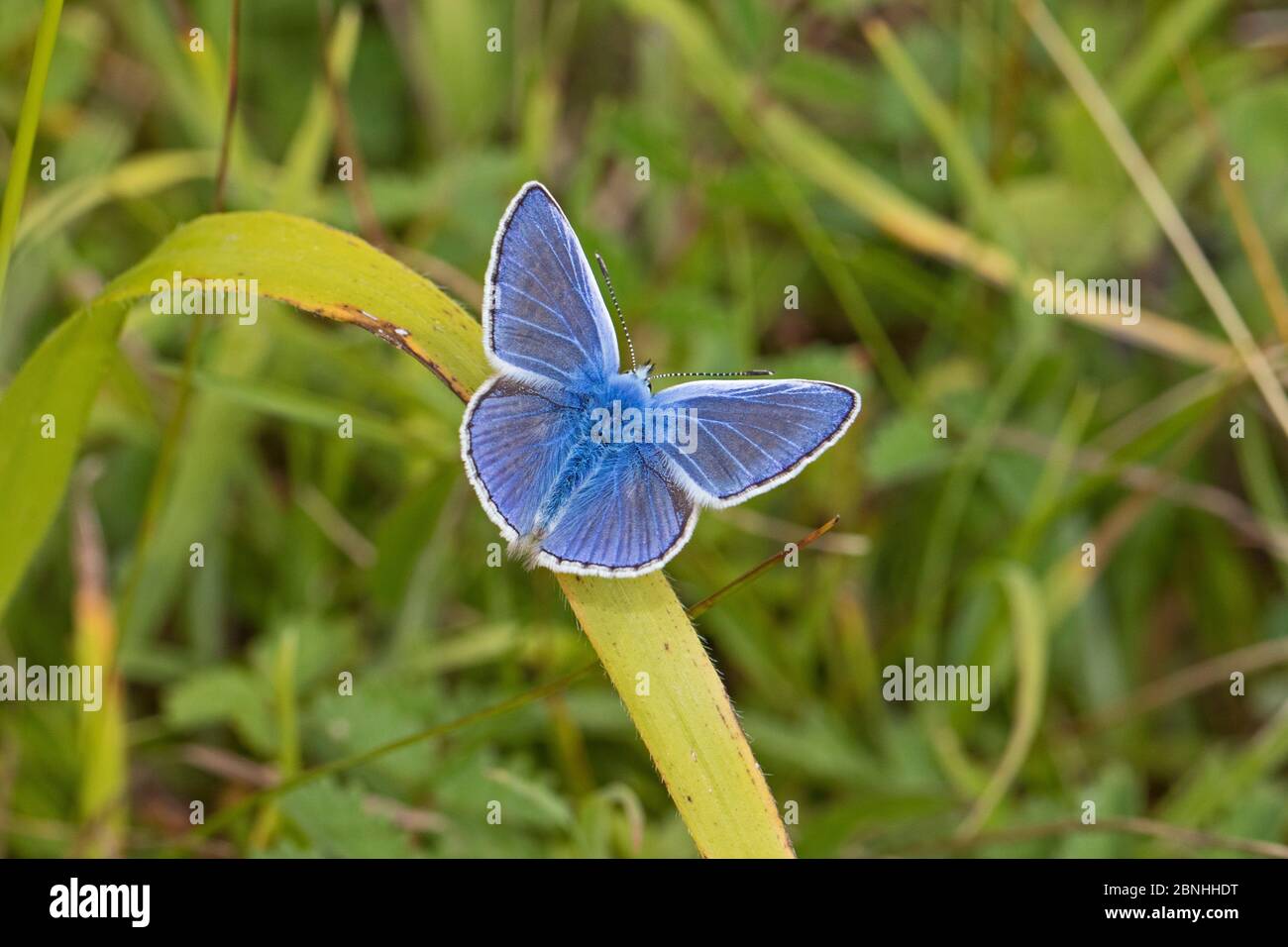 Gewöhnlicher blauer Schmetterling (Polyommatus icarus) Sutcliffe Park Nature Reserve, Eltham, London, Großbritannien. Juli. Stockfoto