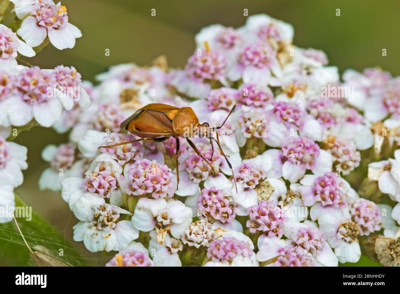 Pflanze oder Käfer (Deraeocoris ruber) auf Schafgarbe Brockley, Lewisham, London, Großbritannien. Juli. Stockfoto