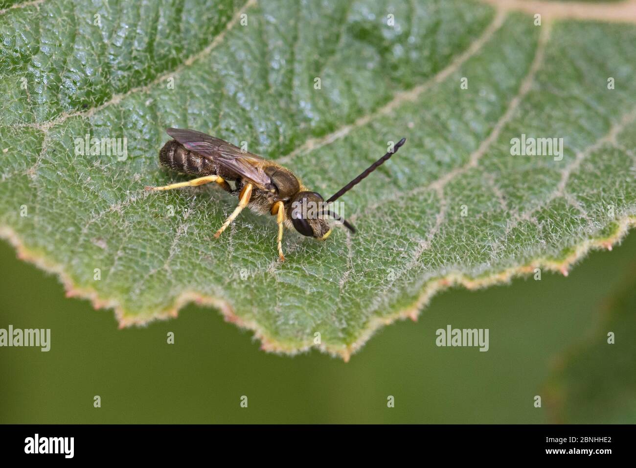 Basenbänderbiene (Lasioglossum sp) Brockley Cemetery, Lewisham, London, Großbritannien. Juli. Stockfoto