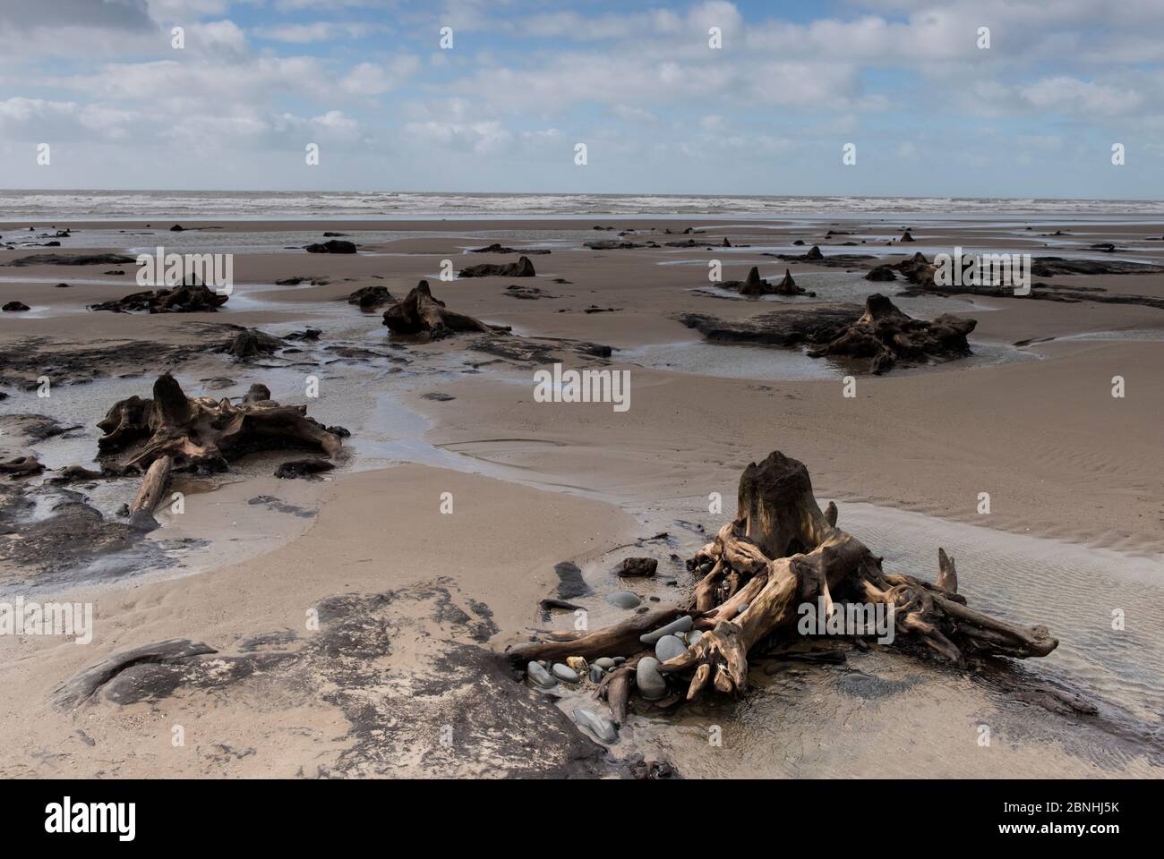 Wald Bäume und Torf, die durch das Meer nach der letzten Eiszeit bedeckt waren, am Strand bei Ebbe, Borth, Wales ausgesetzt. September. Stockfoto