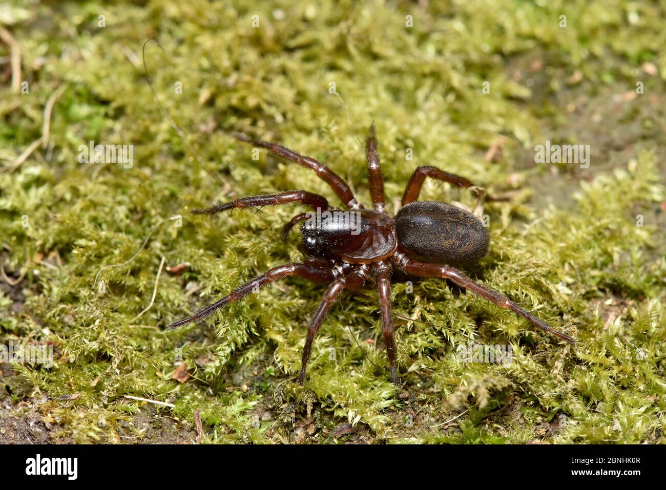 Spinne (Coelotes terrestris) auf moosigen Bank im Wald. Bedfordshire, England, Großbritannien, August Stockfoto