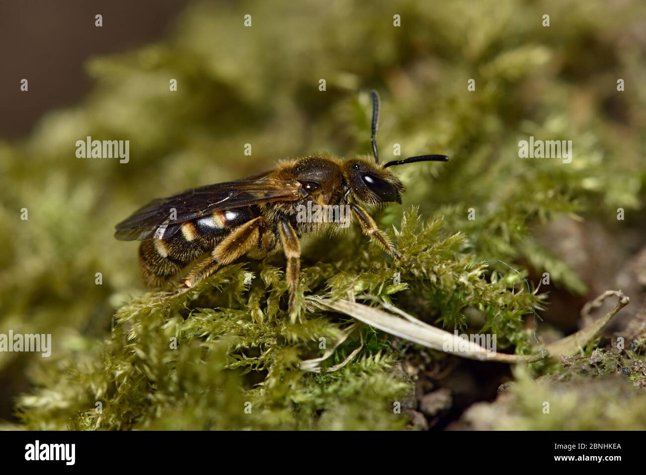 Schwitzbiene (Lasioglossum sp.) auf der Suche nach geeigneten Nistplatz auf dem Boden, Hertfordshire, England, UK, April Stockfoto