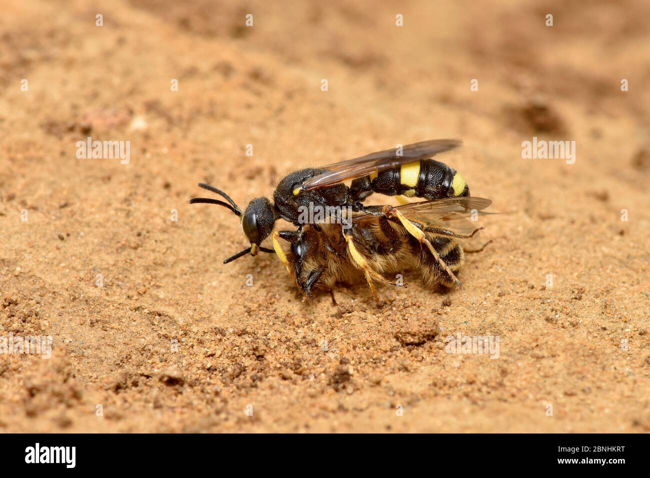 Grabenwespe (Cerceris rybyensis), die gelähmte Bergbiene (Andrena flavipes) zurück in den Bau trägt, wo das Opfer von den Wespenlarven Su gefressen wird Stockfoto