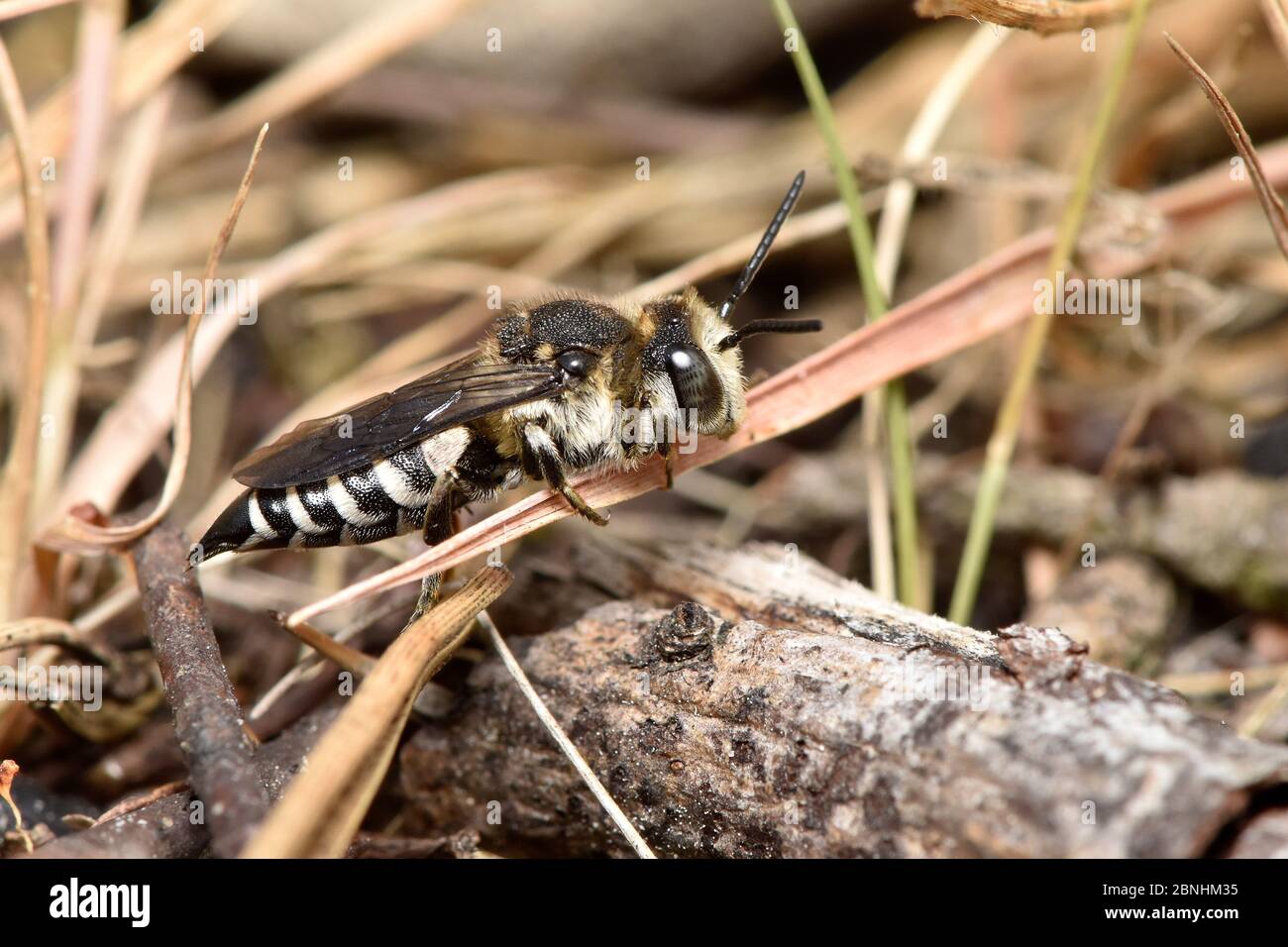 Scharfe Schwanzbiene (Coelioxys conoidea) cleptoparasit der Blattschneider Biene (Megachile maritima). Diese Art nutzt ihre scharfen Schwänze, um in die n zu schneiden Stockfoto