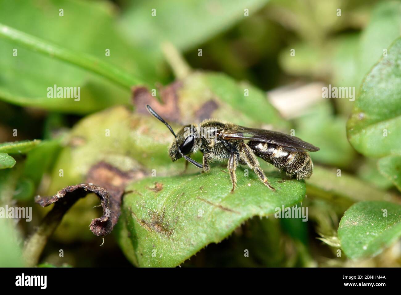 Schwitzbiene (Lasioglossum sp.) auf dem Boden am Blatt, Hertfordshire, England, Großbritannien, April Stockfoto