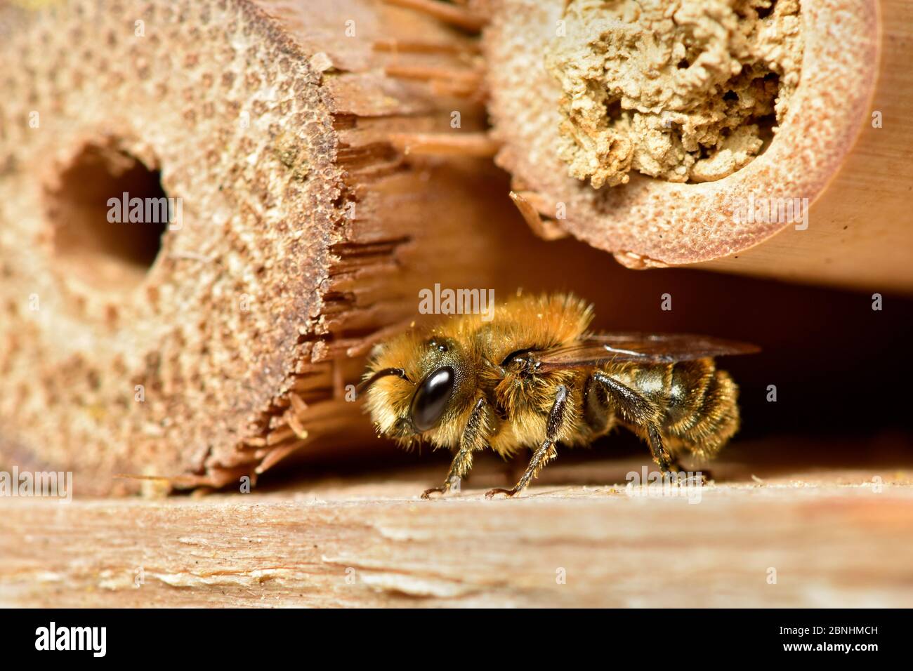 Osmia Leaiana Stockfotos und bilder Kaufen Alamy