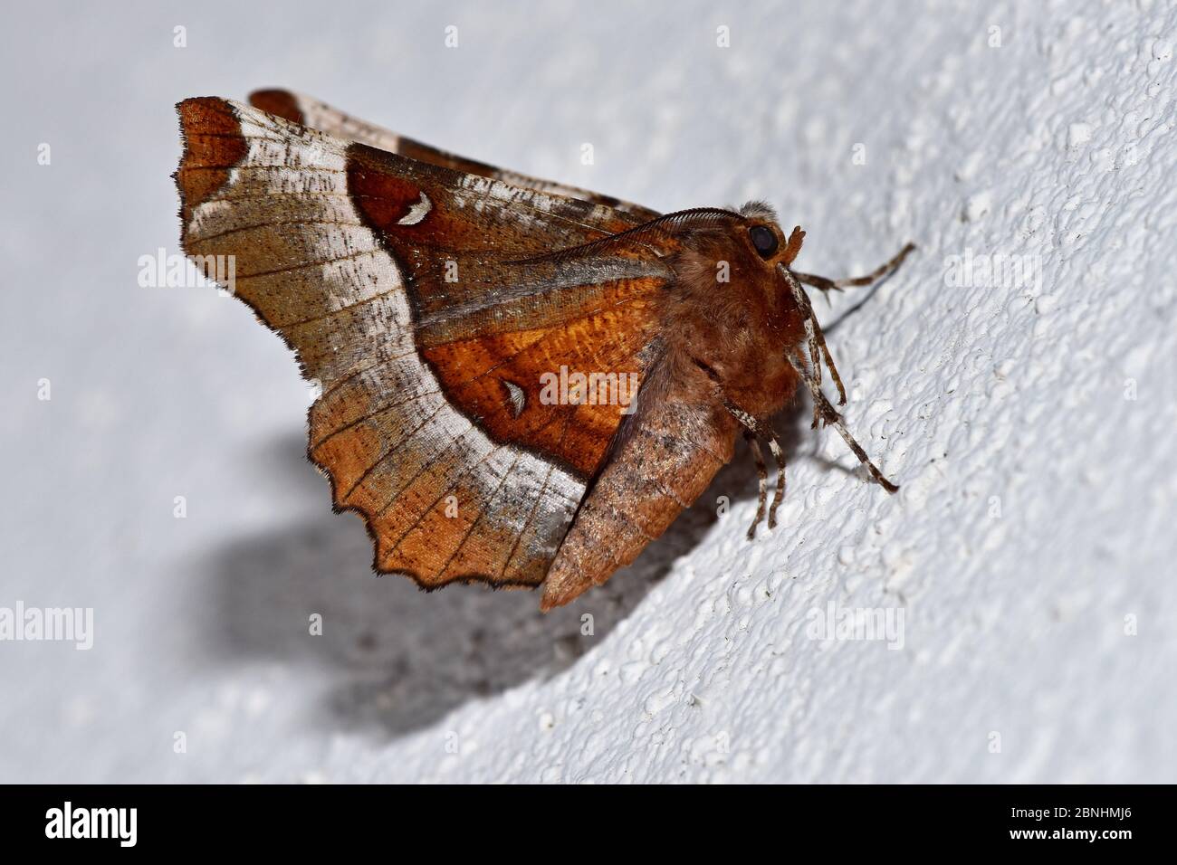 Purpurdornmotte (Selenia tetralunaria) auf der Außenwand des Hauses, Hertfordshire, England, Großbritannien, Mai Stockfoto