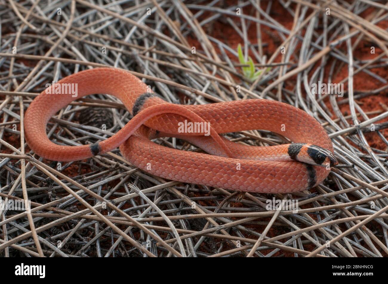 Ringed Brown Snake (Pseudonaja modesta) nördlich von Alice Springs, Northern Territory, Australien. Gefährliche giftige Arten. Stockfoto