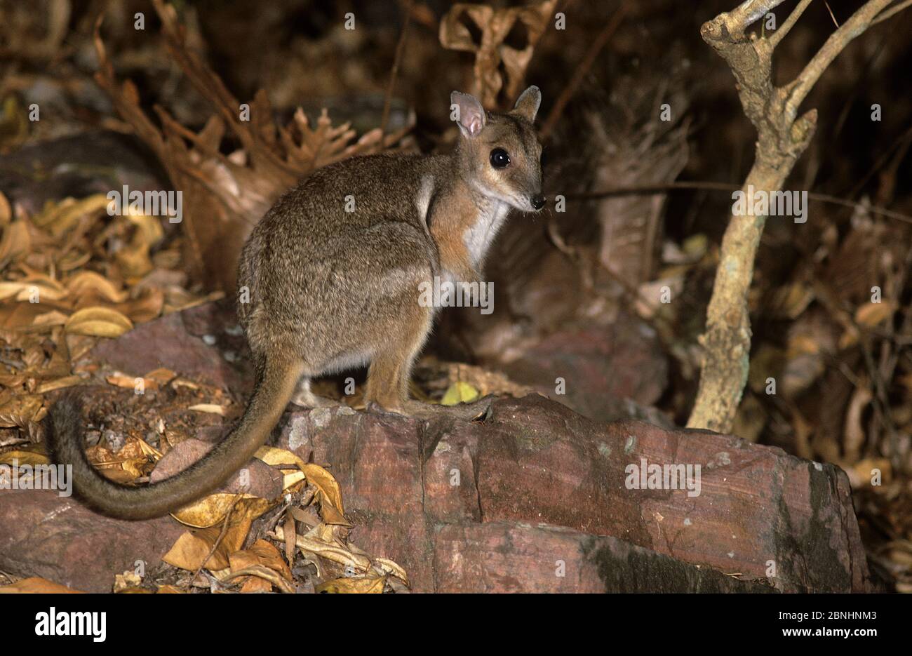 Wilkins Rock Wallaby (Petrogale wilkinsi) bei Nacht Litchfield National Park, Northern Territory, Australien. August. Stockfoto