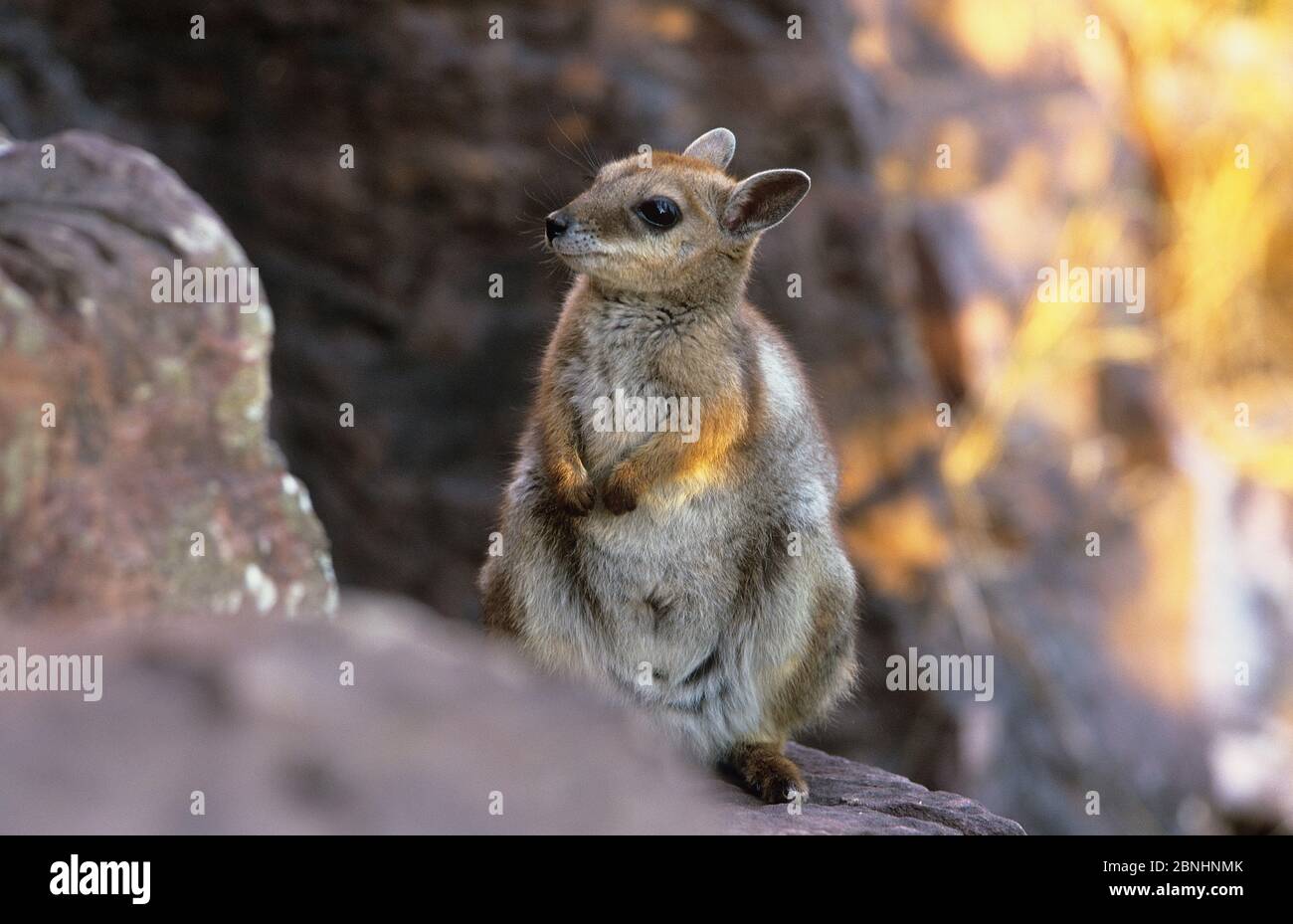 Wilkins Rock Wallaby (Petrogale wilkinsi) Litchfield National Park, Northern Territory, Australien. August. Stockfoto