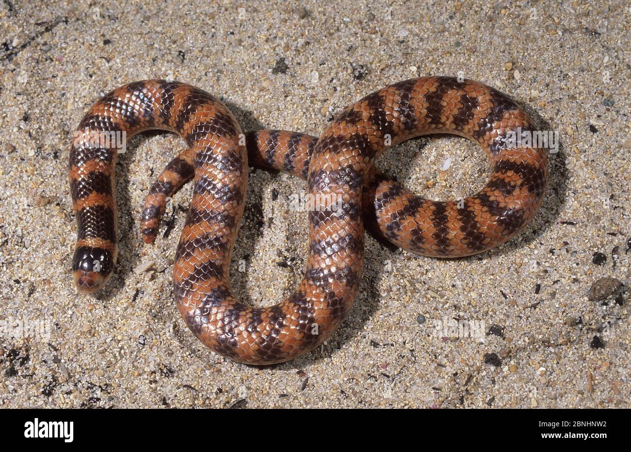 Südliche Schaufelnasenschlange (Brachyurophis semifasciatus) Perth, Westaustralien, Januar. Leicht giftige Arten. Stockfoto