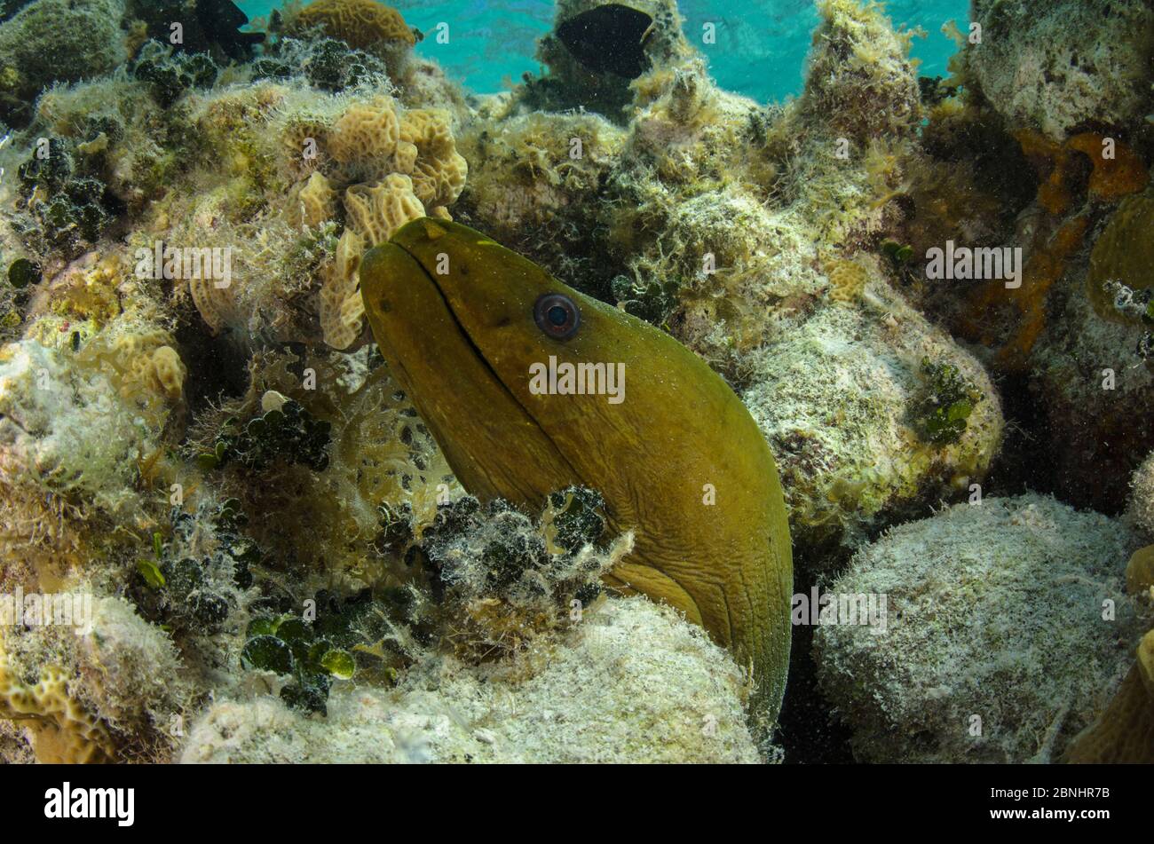 Grüner Muränen (Gymnothorax funebris) Lighthouse Reef Atoll, Belize. Stockfoto
