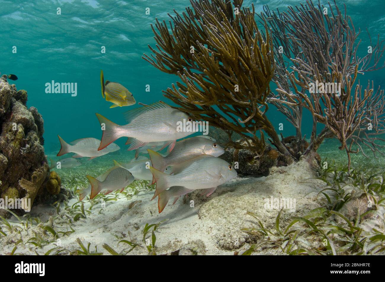 Haemulon sciurus (Lutjanus analis) und Bluestriped Grunt (Haemulon sciurus) Hol Chan Marine Reserve, Belize. Stockfoto