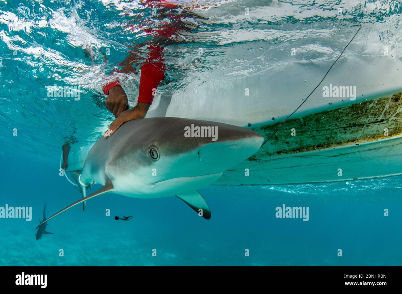 Karibischer Riffhai (Carcharhinus perezi), der nach der Probenahme freigesetzt werden soll, um den Methylquecksilbergehalt durch MAR Alliance, Lighthouse Reef ATO, zu bestimmen Stockfoto