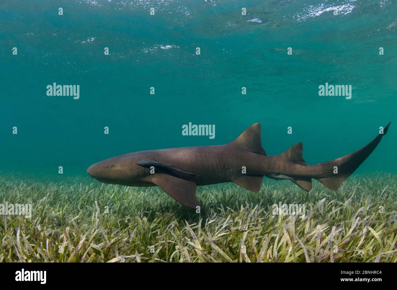 Ammenhai (Ginglymostoma cirratum) Hol Chan Marine Reserve, Belize Barrier Reef, Belize. Stockfoto