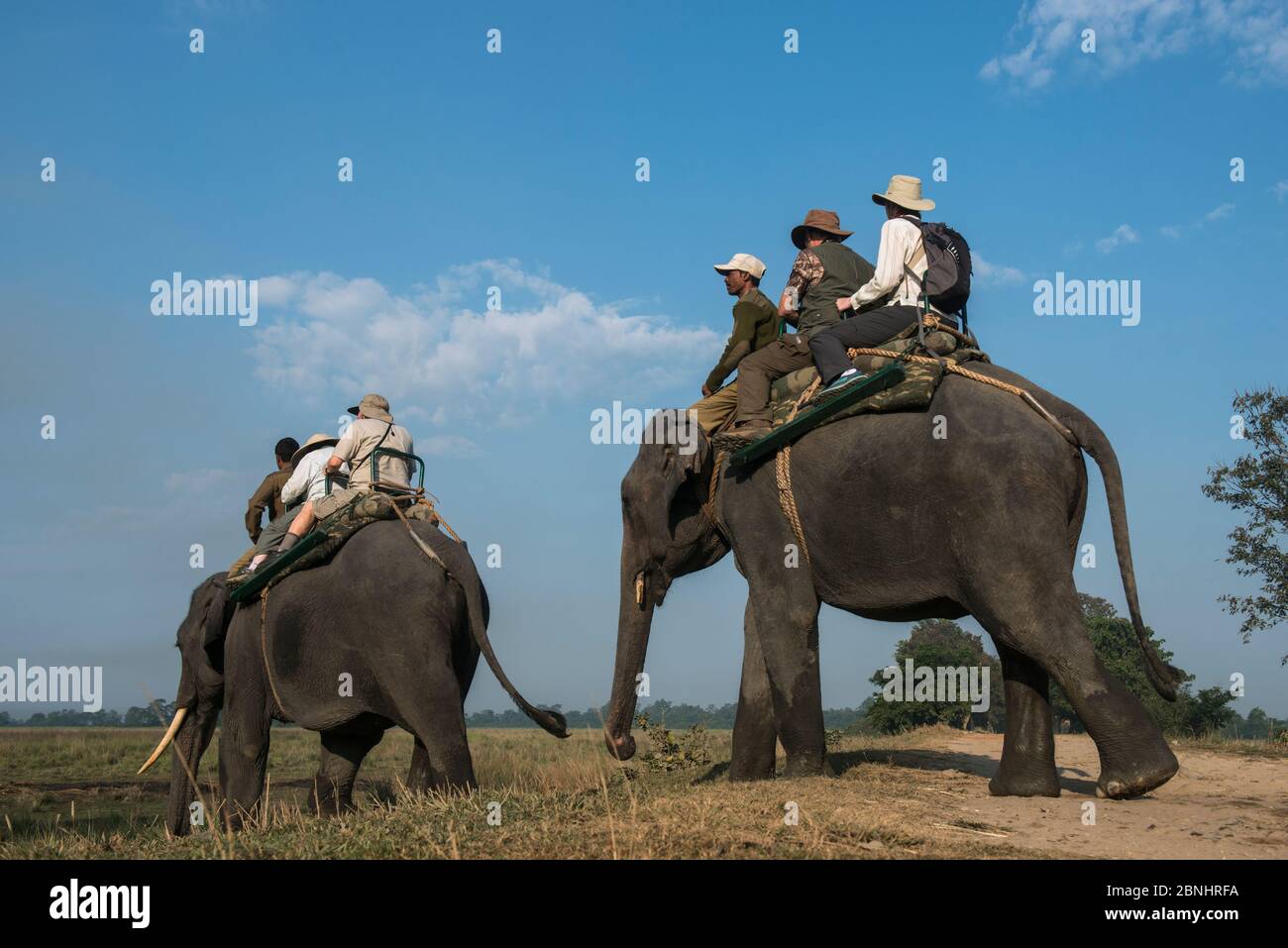 Touristen reiten inländischen asiatischen Elefanten (Elephas maximus) Kaziranga National Park, Assam, Nordostindien. November 2014. Stockfoto